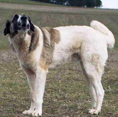 Cao de gado transmontano for sales sale